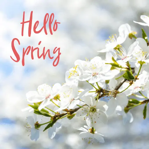 hello spring