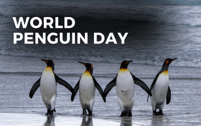 World Penguin Day – April 25th 2023